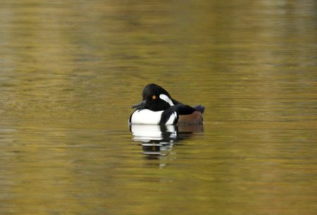 hooded merganser