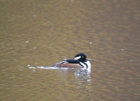 hooded merganser