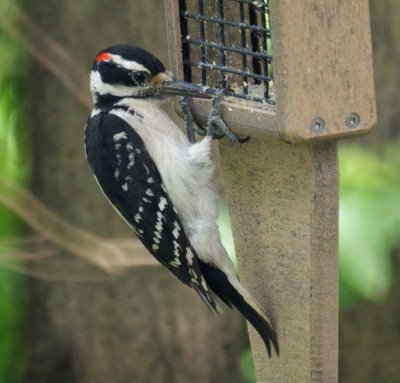 Hairy Woodpecker