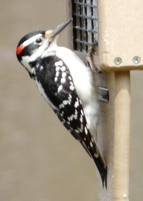 Hairy Woodpecker