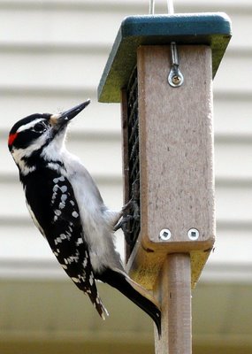 Hairy Woodpecker