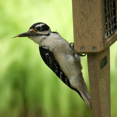 Hairy Woodpecker