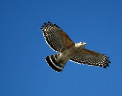 Red-shouldered Hawks