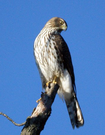 Cooper's Hawk