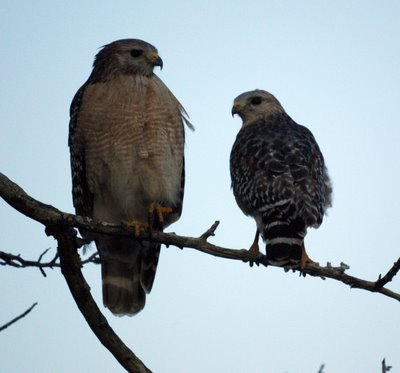 Red-shouldered Hawk