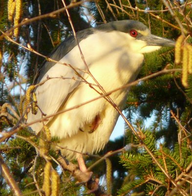 Black Crowned Night Heron