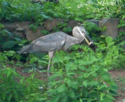 Blue Heron