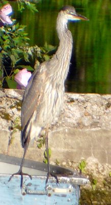 Great Blue Heron