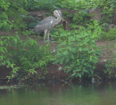 Heron