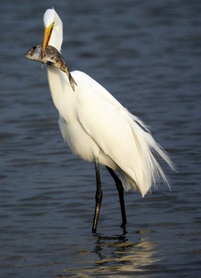 Egret Fishing