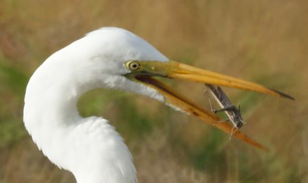 Egret with Grasshopper