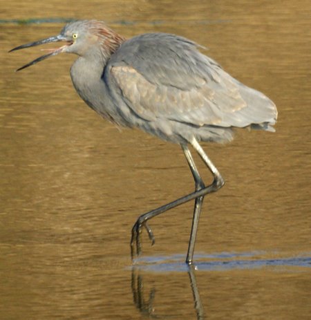 Reddish Egret