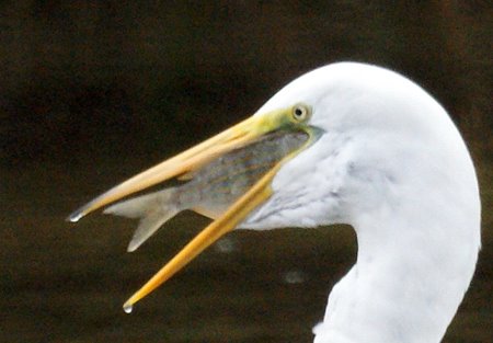 Egret with Fish