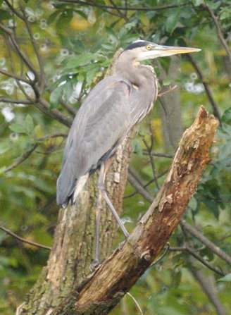 Great Blue Heron 