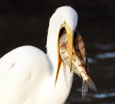Egret with a large fish
