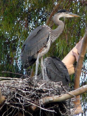 Heron in nest