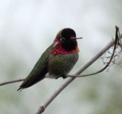 Anna's Hummingbird