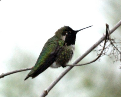 Anna's Hummingbird