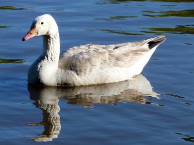 Hybrid Goose