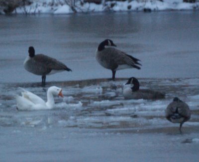 Geese Polar Bearing