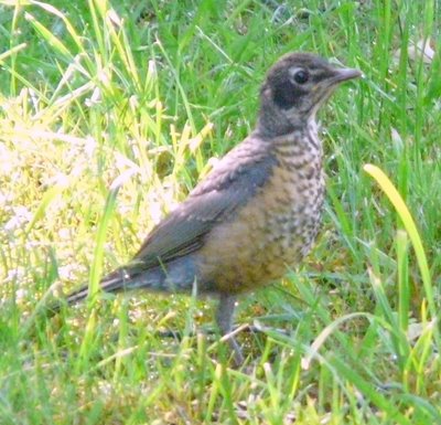 Juvenile Robin