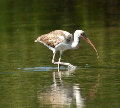 Juvenile White Ibis