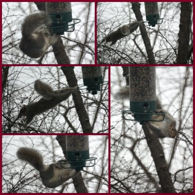 Squirrel Proof Bird Feeder