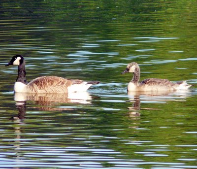 Juvenile Canada Goose