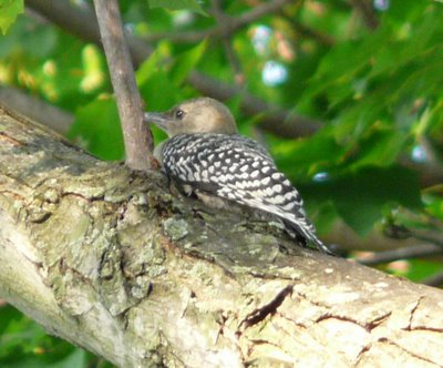 Juvenile Red Bellied Woodpecker