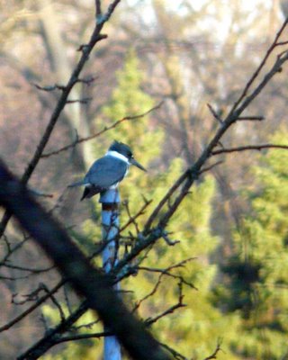 Belted Kingfisher