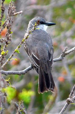 Grey Kingbird