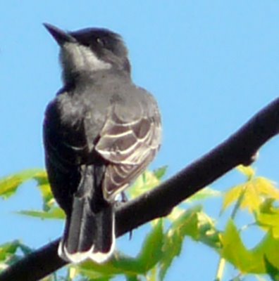 Eastern Kingbird