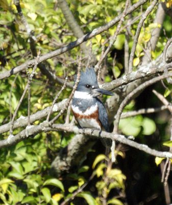 Kingfisher