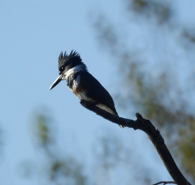 Belted Kingfisher