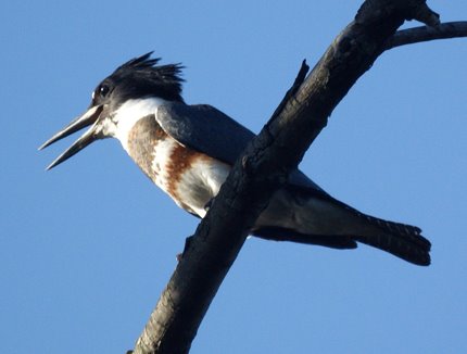 Belted Kingfisher