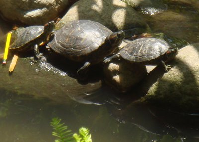 Turtles