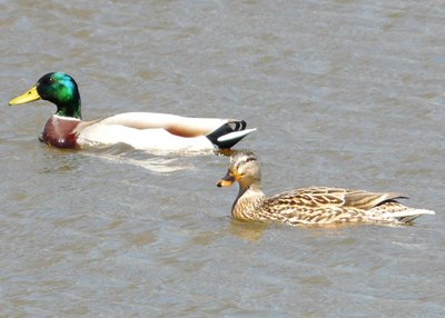 Mallards