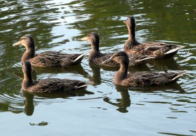 Mallards