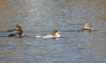 Three female hooded mergansers with one female common