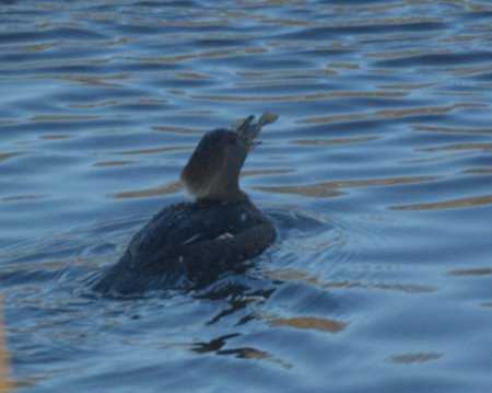 Female Hooded Merganser fishing