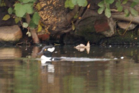 hooded merganser