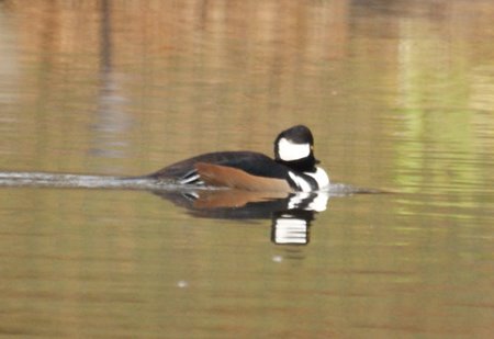 hooded merganser