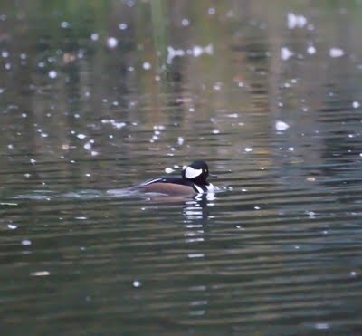 Hooded Merganser