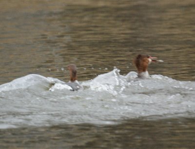 Female Common Mergansers