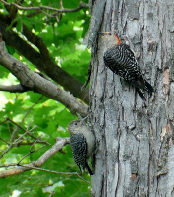 Red Bellied Woodpecker Mom and Juvenile