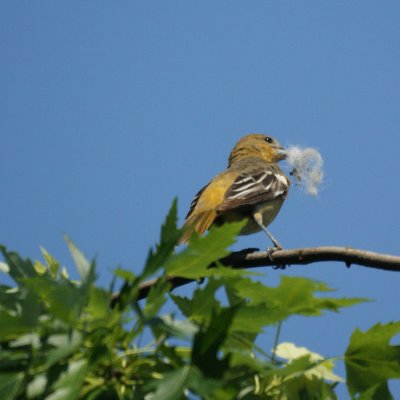 Female Oriole