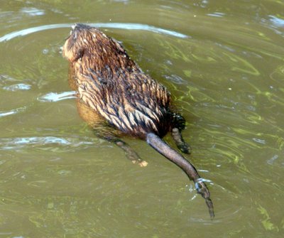 Muskrat