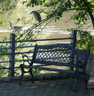 Night Heron