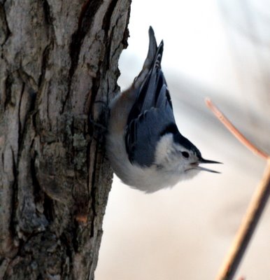 Nuthatch