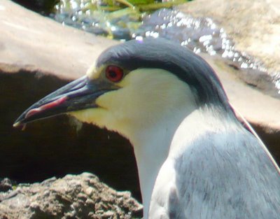 Black-crowned Night Heron